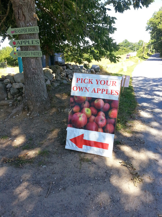 there was barely anyone out apple picking yet since it is early